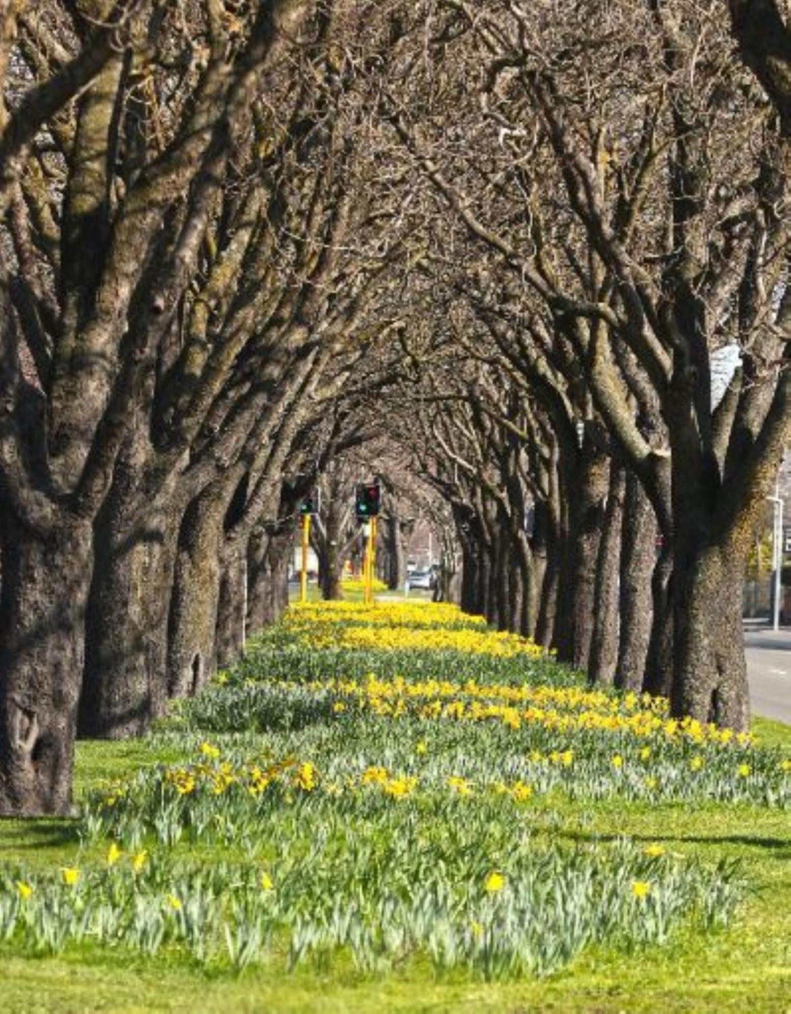 Inner City Delight Walk To Cathedral Square Christchurch Exterior photo